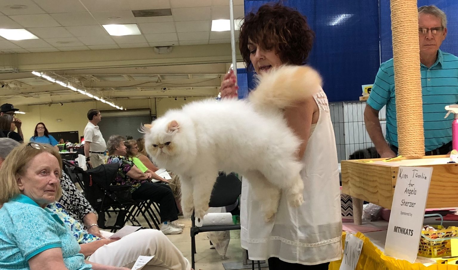 Cat show to be held in Huntsville June 2627 The Madison Record The