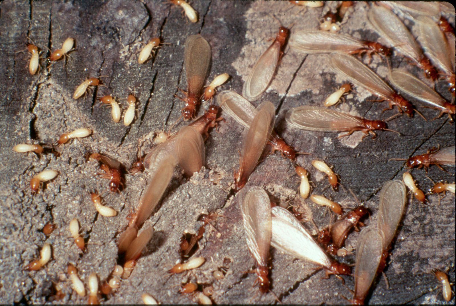 Termite swarming season begins in Alabama – The Madison Record